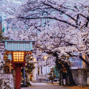 kwiat kwitnącej wiśni